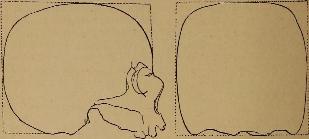 An illustration from The varieties of the human species: principles and method of classification, 1894, leaf 43