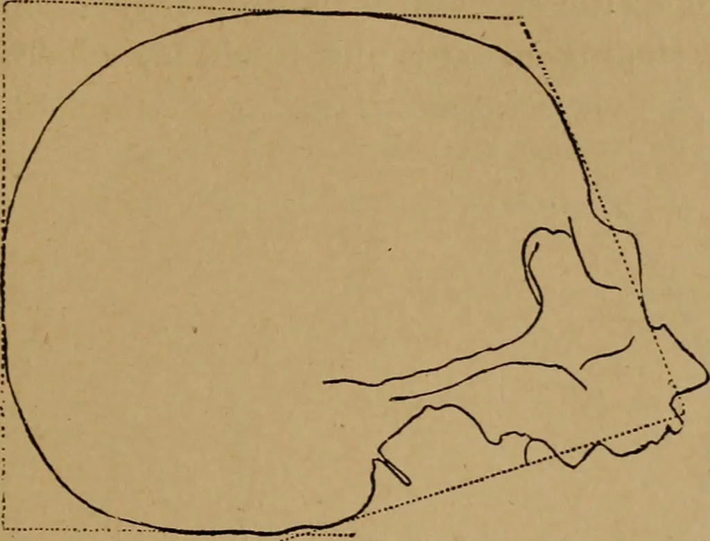 An illustration from The varieties of the human species: principles and method of classification, 1894, leaf 44
