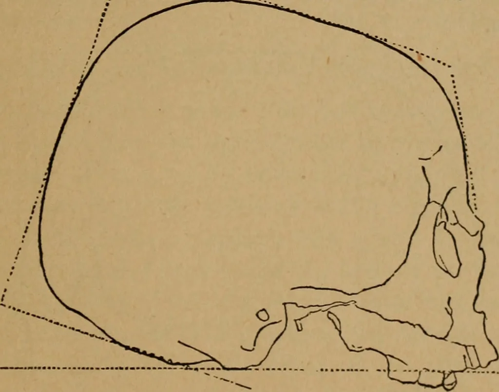 An illustration from The varieties of the human species: principles and method of classification, 1894, leaf 44