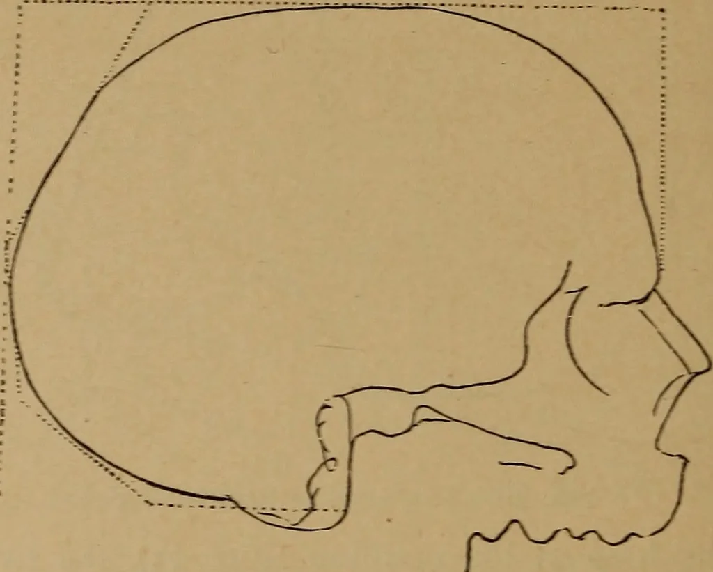 An illustration from The varieties of the human species: principles and method of classification, 1894, leaf 45