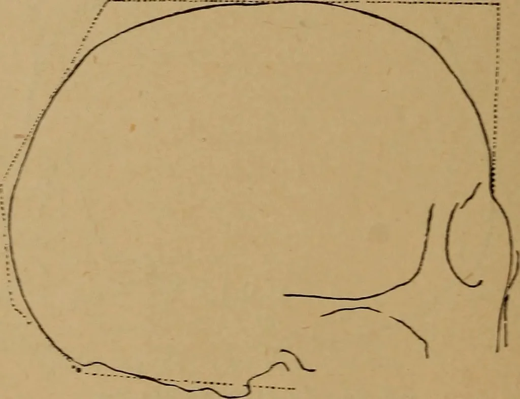 An illustration from The varieties of the human species: principles and method of classification, 1894, leaf 45
