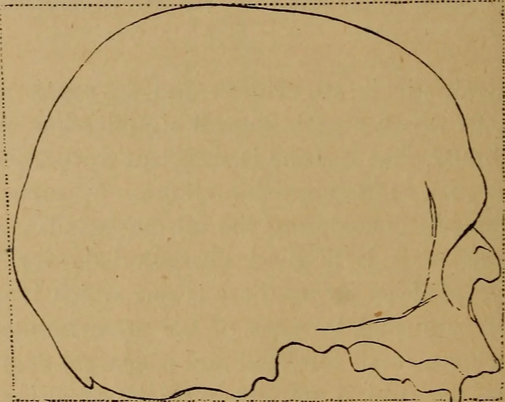 An illustration from The varieties of the human species: principles and method of classification, 1894, leaf 49