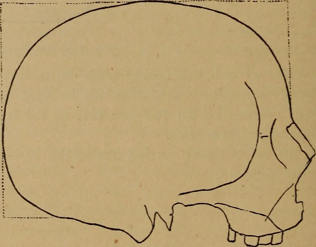 An illustration from The varieties of the human species: principles and method of classification, 1894, leaf 53