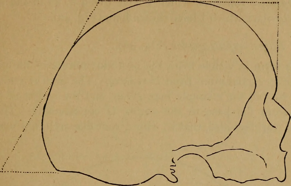 An illustration from The varieties of the human species: principles and method of classification, 1894, leaf 54