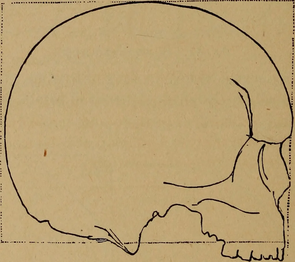 An illustration from The varieties of the human species: principles and method of classification, 1894, leaf 55