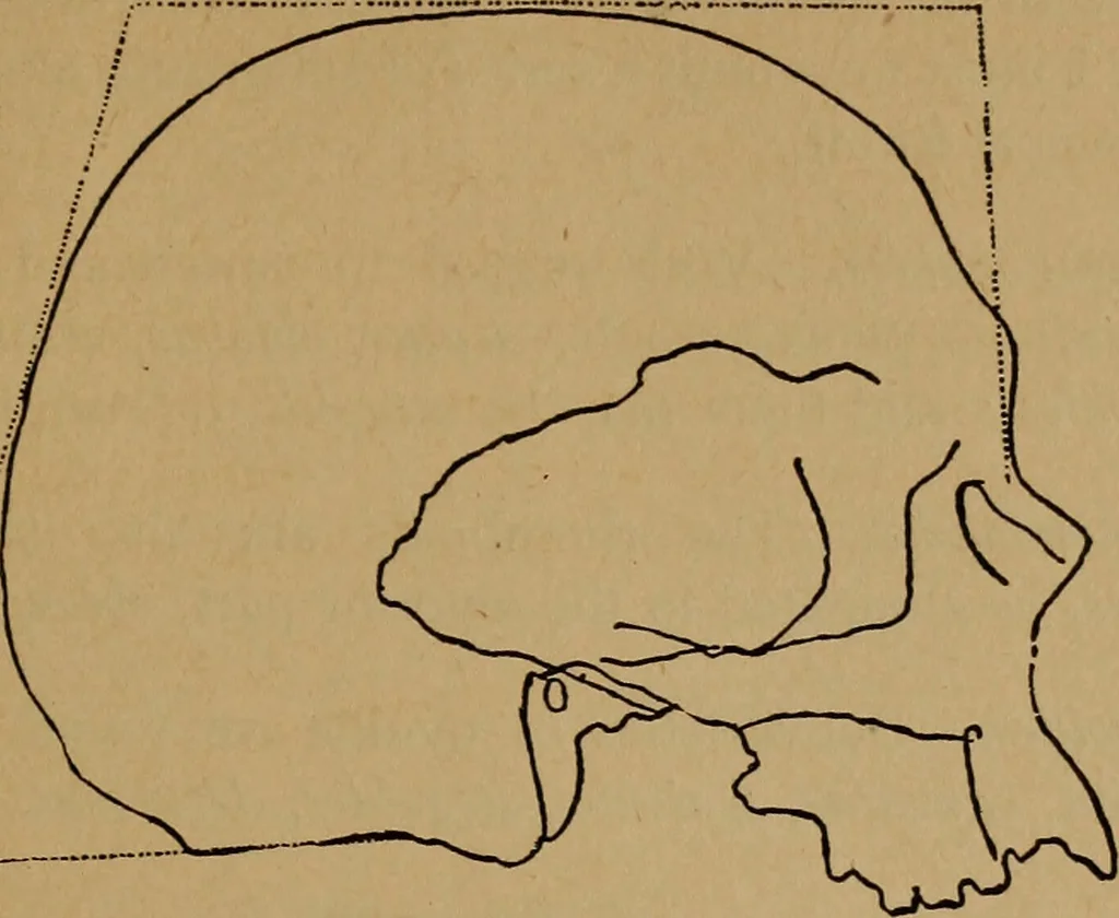 An illustration from The varieties of the human species: principles and method of classification, 1894, leaf 56