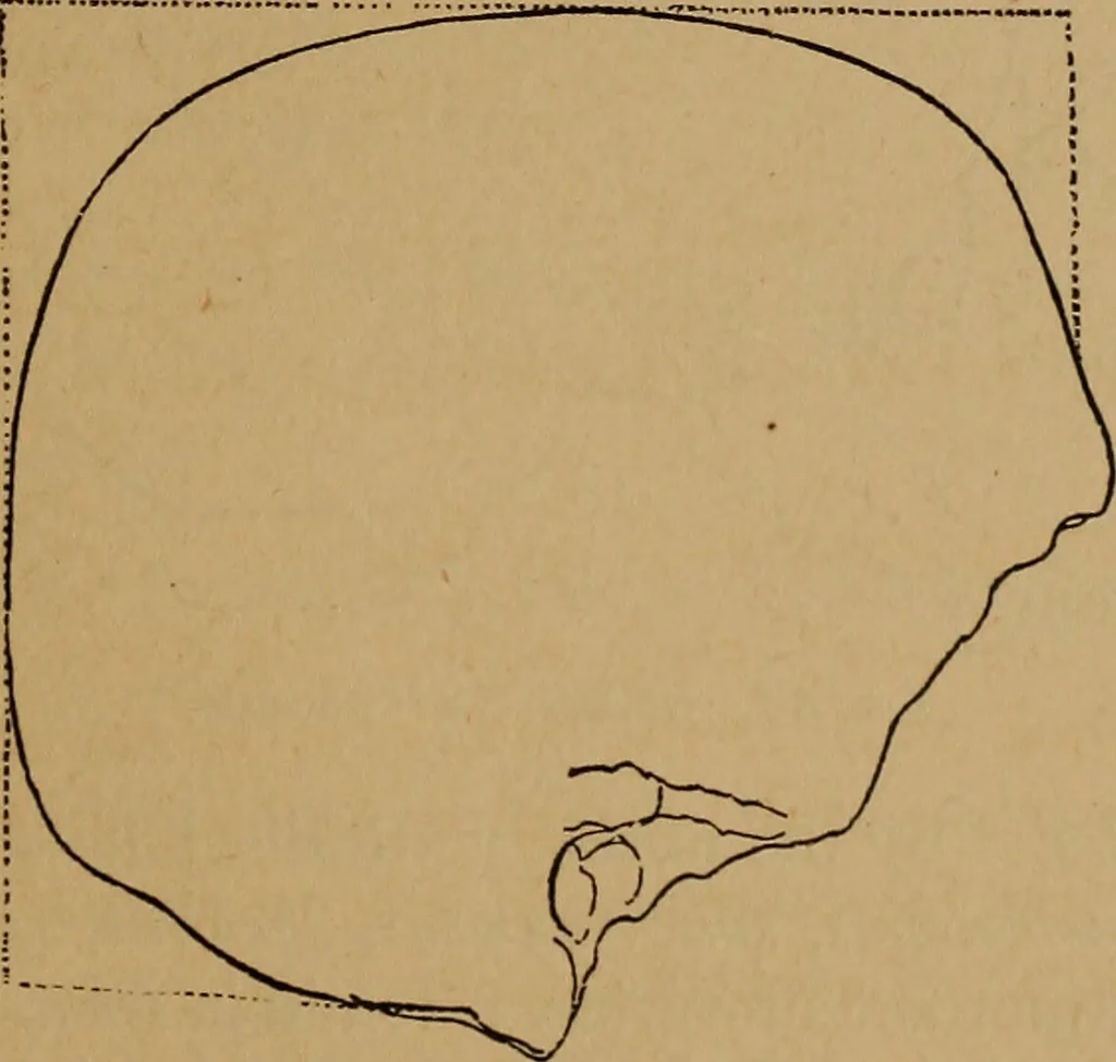 An illustration from The varieties of the human species: principles and method of classification, 1894, leaf 56