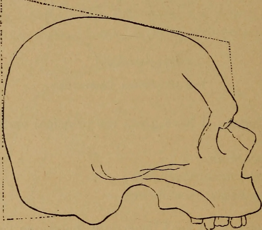 An illustration from The varieties of the human species: principles and method of classification, 1894, leaf 59