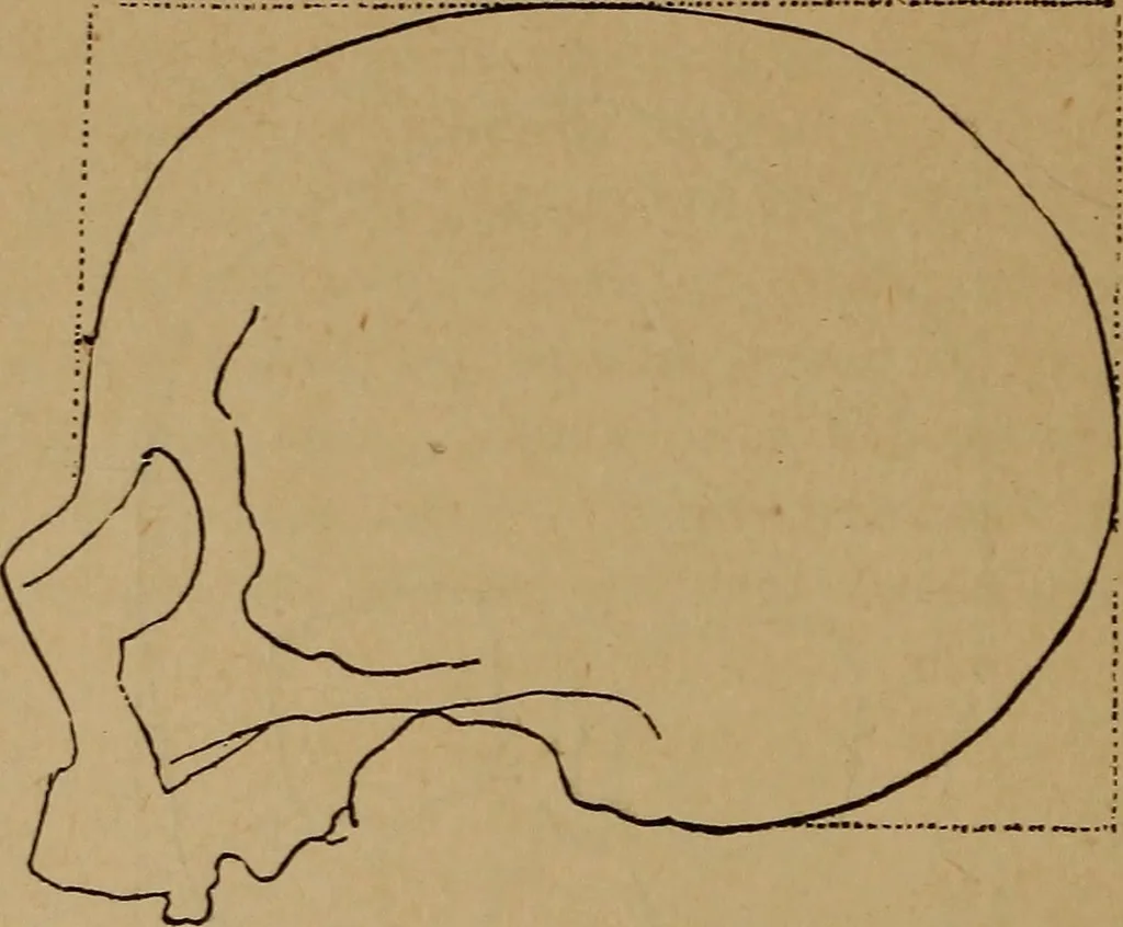 An illustration from The varieties of the human species: principles and method of classification, 1894, leaf 61