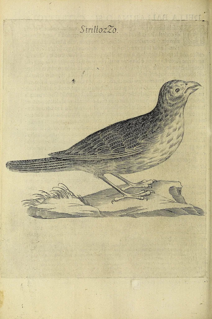 An illustration from Vccelliera, overo, Discorso della natvra, e proprieta di diversi vccelli : e in particolare di qve'che cantano : con il modo di prendergli, conoscergli, alleuargli, e mantenergli : e con le figure cauate dal vero, e diligentemente intagliate in rame dal Tempesta, e dal Villamena, 1622, leaf 100