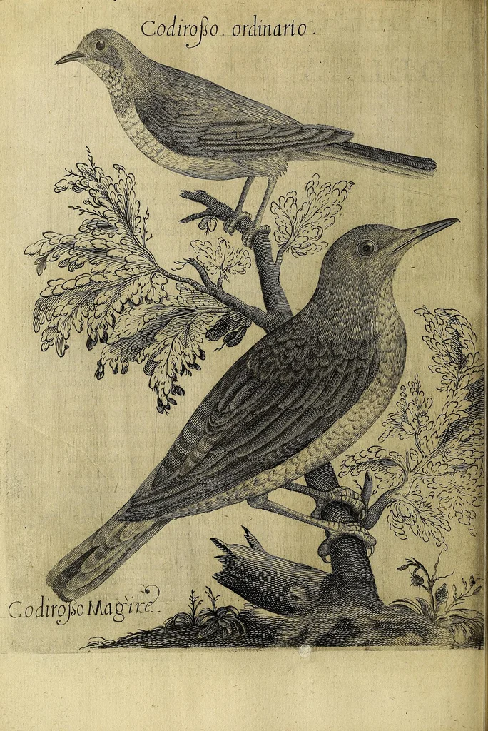 An illustration from Vccelliera, overo, Discorso della natvra, e proprieta di diversi vccelli : e in particolare di qve'che cantano : con il modo di prendergli, conoscergli, alleuargli, e mantenergli : e con le figure cauate dal vero, e diligentemente intagliate in rame dal Tempesta, e dal Villamena, 1622, leaf 106
