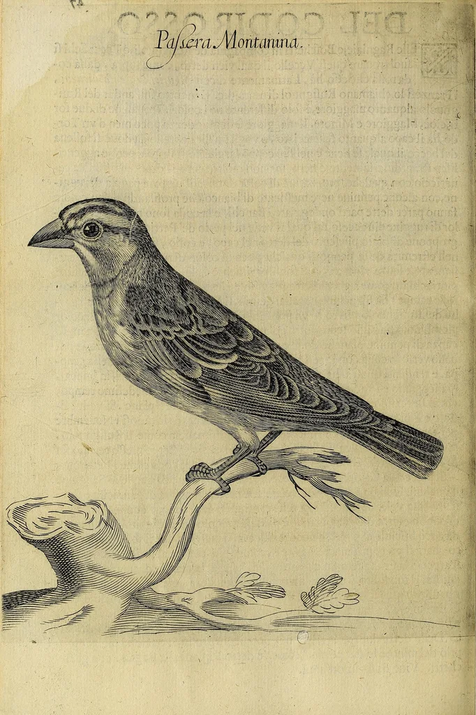 An illustration from Vccelliera, overo, Discorso della natvra, e proprieta di diversi vccelli : e in particolare di qve'che cantano : con il modo di prendergli, conoscergli, alleuargli, e mantenergli : e con le figure cauate dal vero, e diligentemente intagliate in rame dal Tempesta, e dal Villamena, 1622, leaf 108