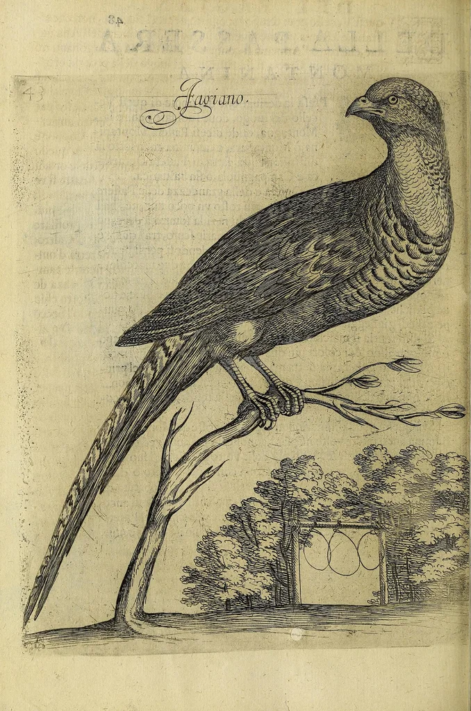 An illustration from Vccelliera, overo, Discorso della natvra, e proprieta di diversi vccelli : e in particolare di qve'che cantano : con il modo di prendergli, conoscergli, alleuargli, e mantenergli : e con le figure cauate dal vero, e diligentemente intagliate in rame dal Tempesta, e dal Villamena, 1622, leaf 110