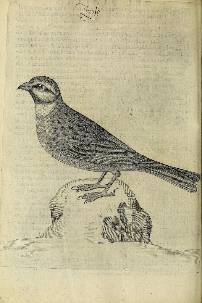 An illustration from Vccelliera, overo, Discorso della natvra, e proprieta di diversi vccelli : e in particolare di qve'che cantano : con il modo di prendergli, conoscergli, alleuargli, e mantenergli : e con le figure cauate dal vero, e diligentemente intagliate in rame dal Tempesta, e dal Villamena, 1622, leaf 112