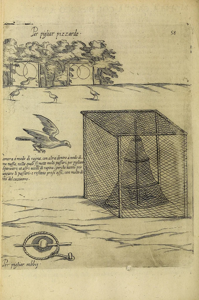 An illustration from Vccelliera, overo, Discorso della natvra, e proprieta di diversi vccelli : e in particolare di qve'che cantano : con il modo di prendergli, conoscergli, alleuargli, e mantenergli : e con le figure cauate dal vero, e diligentemente intagliate in rame dal Tempesta, e dal Villamena, 1622, leaf 116