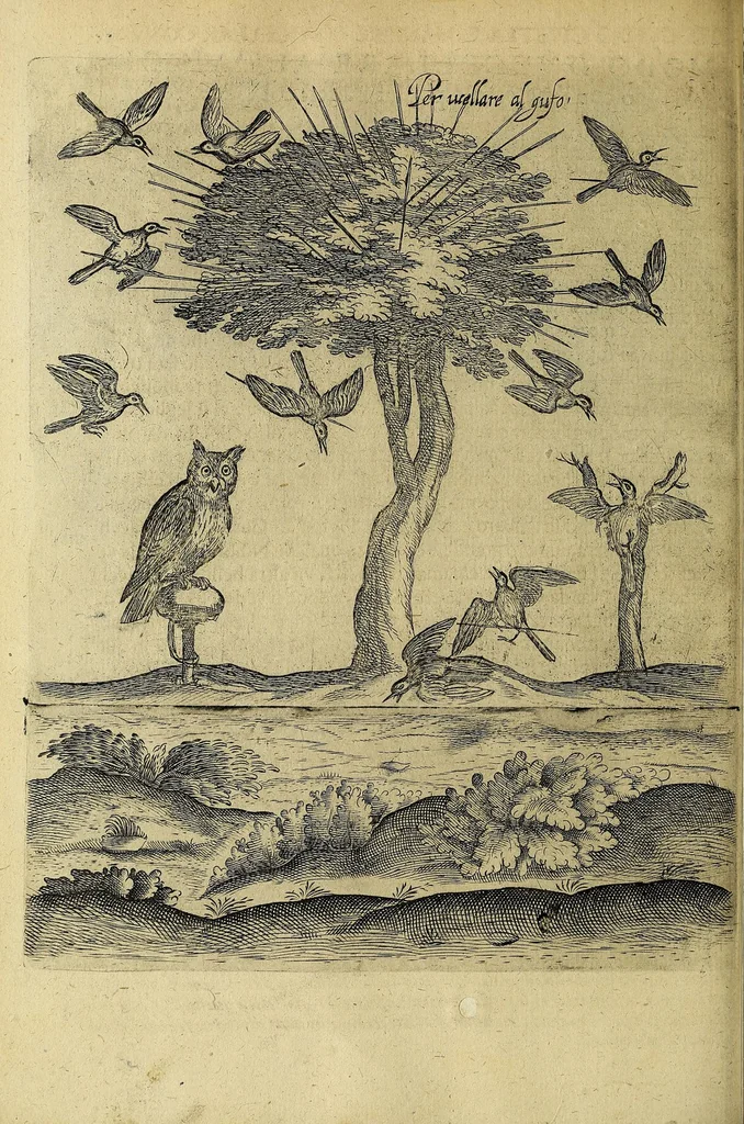 An illustration from Vccelliera, overo, Discorso della natvra, e proprieta di diversi vccelli : e in particolare di qve'che cantano : con il modo di prendergli, conoscergli, alleuargli, e mantenergli : e con le figure cauate dal vero, e diligentemente intagliate in rame dal Tempesta, e dal Villamena, 1622, leaf 124