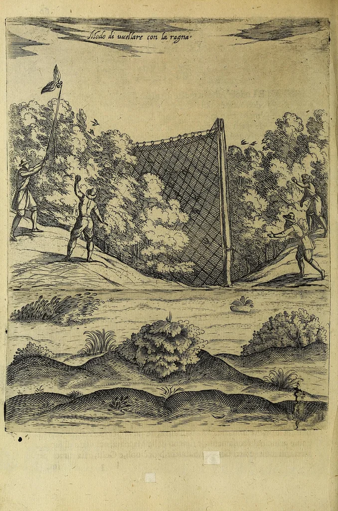 An illustration from Vccelliera, overo, Discorso della natvra, e proprieta di diversi vccelli : e in particolare di qve'che cantano : con il modo di prendergli, conoscergli, alleuargli, e mantenergli : e con le figure cauate dal vero, e diligentemente intagliate in rame dal Tempesta, e dal Villamena, 1622, leaf 134