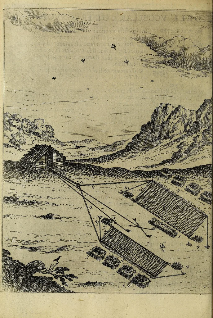 An illustration from Vccelliera, overo, Discorso della natvra, e proprieta di diversi vccelli : e in particolare di qve'che cantano : con il modo di prendergli, conoscergli, alleuargli, e mantenergli : e con le figure cauate dal vero, e diligentemente intagliate in rame dal Tempesta, e dal Villamena, 1622, leaf 146
