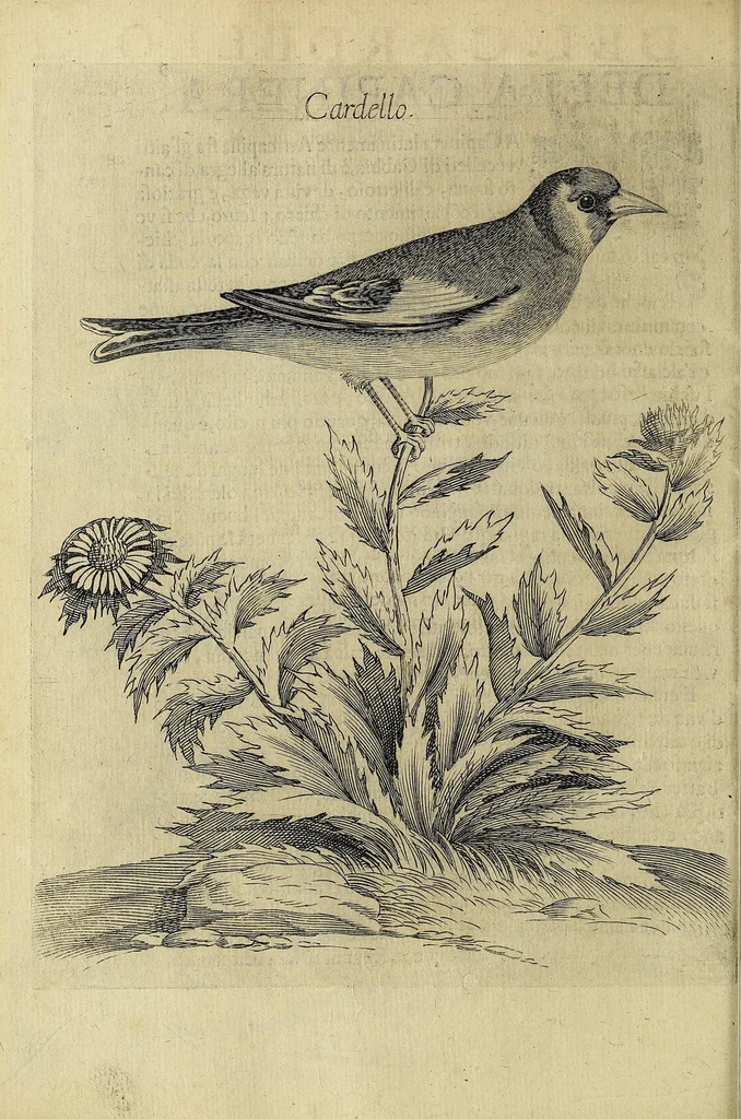 An illustration from Vccelliera, overo, Discorso della natvra, e proprieta di diversi vccelli : e in particolare di qve'che cantano : con il modo di prendergli, conoscergli, alleuargli, e mantenergli : e con le figure cauate dal vero, e diligentemente intagliate in rame dal Tempesta, e dal Villamena, 1622, leaf 32