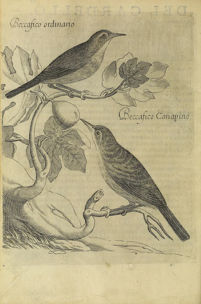 An illustration from Vccelliera, overo, Discorso della natvra, e proprieta di diversi vccelli : e in particolare di qve'che cantano : con il modo di prendergli, conoscergli, alleuargli, e mantenergli : e con le figure cauate dal vero, e diligentemente intagliate in rame dal Tempesta, e dal Villamena, 1622, leaf 34