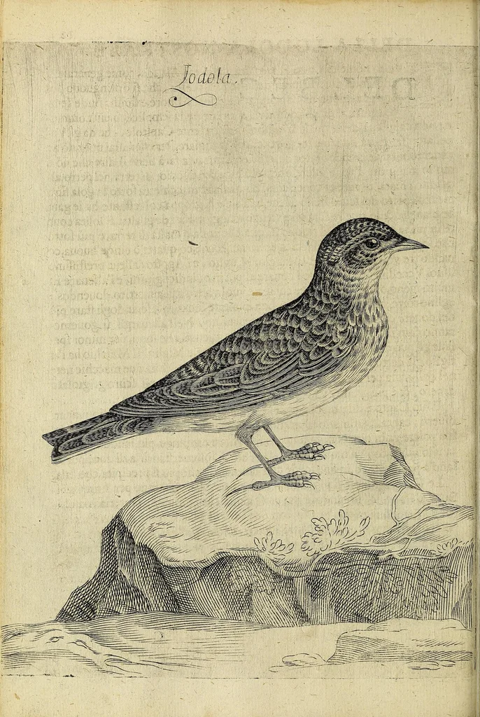 An illustration from Vccelliera, overo, Discorso della natvra, e proprieta di diversi vccelli : e in particolare di qve'che cantano : con il modo di prendergli, conoscergli, alleuargli, e mantenergli : e con le figure cauate dal vero, e diligentemente intagliate in rame dal Tempesta, e dal Villamena, 1622, leaf 36