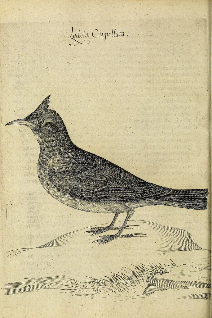 An illustration from Vccelliera, overo, Discorso della natvra, e proprieta di diversi vccelli : e in particolare di qve'che cantano : con il modo di prendergli, conoscergli, alleuargli, e mantenergli : e con le figure cauate dal vero, e diligentemente intagliate in rame dal Tempesta, e dal Villamena, 1622, leaf 38
