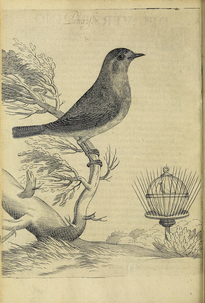 An illustration from Vccelliera, overo, Discorso della natvra, e proprieta di diversi vccelli : e in particolare di qve'che cantano : con il modo di prendergli, conoscergli, alleuargli, e mantenergli : e con le figure cauate dal vero, e diligentemente intagliate in rame dal Tempesta, e dal Villamena, 1622, leaf 44