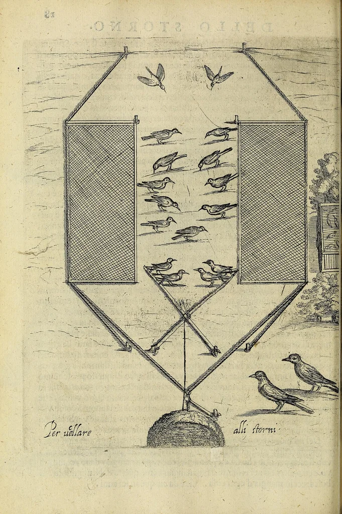 An illustration from Vccelliera, overo, Discorso della natvra, e proprieta di diversi vccelli : e in particolare di qve'che cantano : con il modo di prendergli, conoscergli, alleuargli, e mantenergli : e con le figure cauate dal vero, e diligentemente intagliate in rame dal Tempesta, e dal Villamena, 1622, leaf 50