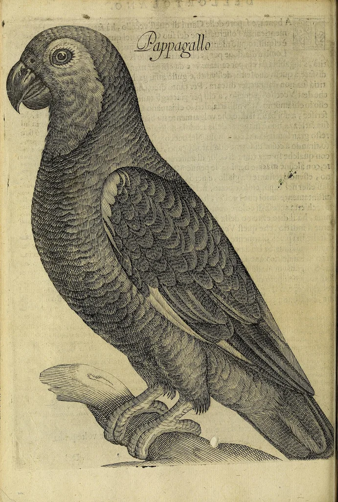 An illustration from Vccelliera, overo, Discorso della natvra, e proprieta di diversi vccelli : e in particolare di qve'che cantano : con il modo di prendergli, conoscergli, alleuargli, e mantenergli : e con le figure cauate dal vero, e diligentemente intagliate in rame dal Tempesta, e dal Villamena, 1622, leaf 58