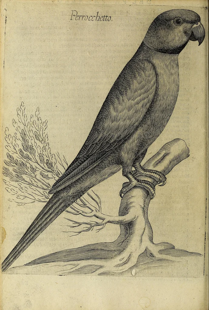 An illustration from Vccelliera, overo, Discorso della natvra, e proprieta di diversi vccelli : e in particolare di qve'che cantano : con il modo di prendergli, conoscergli, alleuargli, e mantenergli : e con le figure cauate dal vero, e diligentemente intagliate in rame dal Tempesta, e dal Villamena, 1622, leaf 60