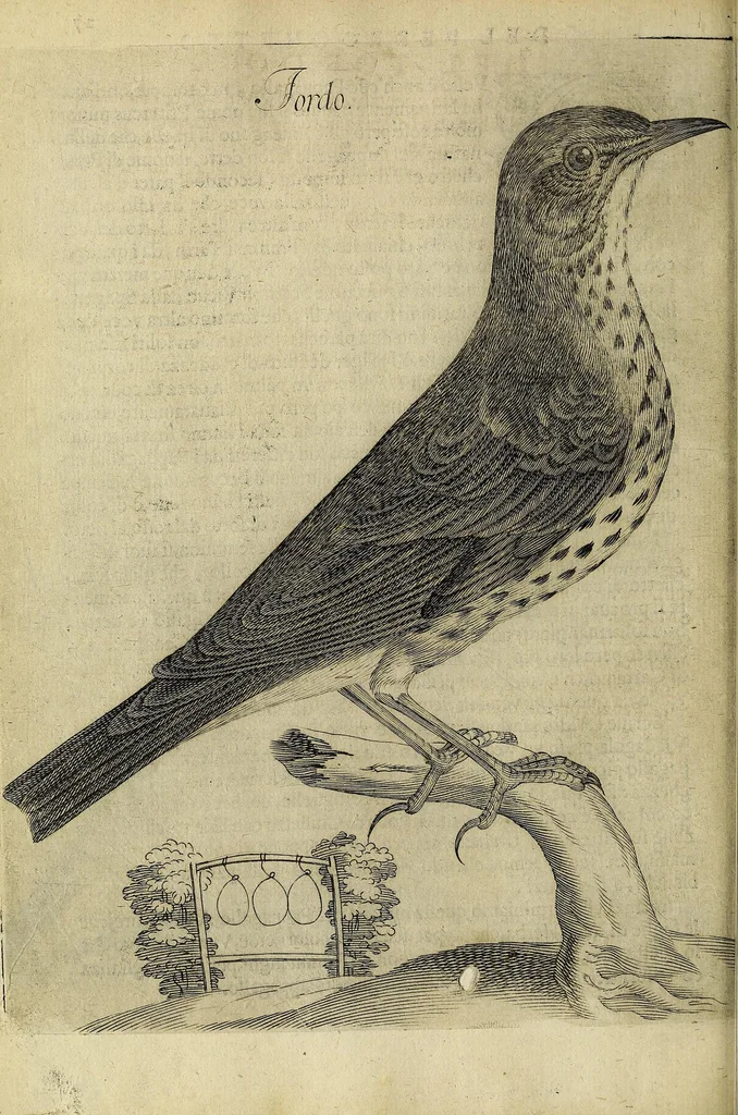 An illustration from Vccelliera, overo, Discorso della natvra, e proprieta di diversi vccelli : e in particolare di qve'che cantano : con il modo di prendergli, conoscergli, alleuargli, e mantenergli : e con le figure cauate dal vero, e diligentemente intagliate in rame dal Tempesta, e dal Villamena, 1622, leaf 62
