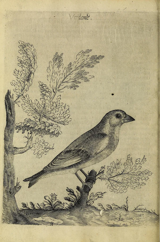An illustration from Vccelliera, overo, Discorso della natvra, e proprieta di diversi vccelli : e in particolare di qve'che cantano : con il modo di prendergli, conoscergli, alleuargli, e mantenergli : e con le figure cauate dal vero, e diligentemente intagliate in rame dal Tempesta, e dal Villamena, 1622, leaf 64