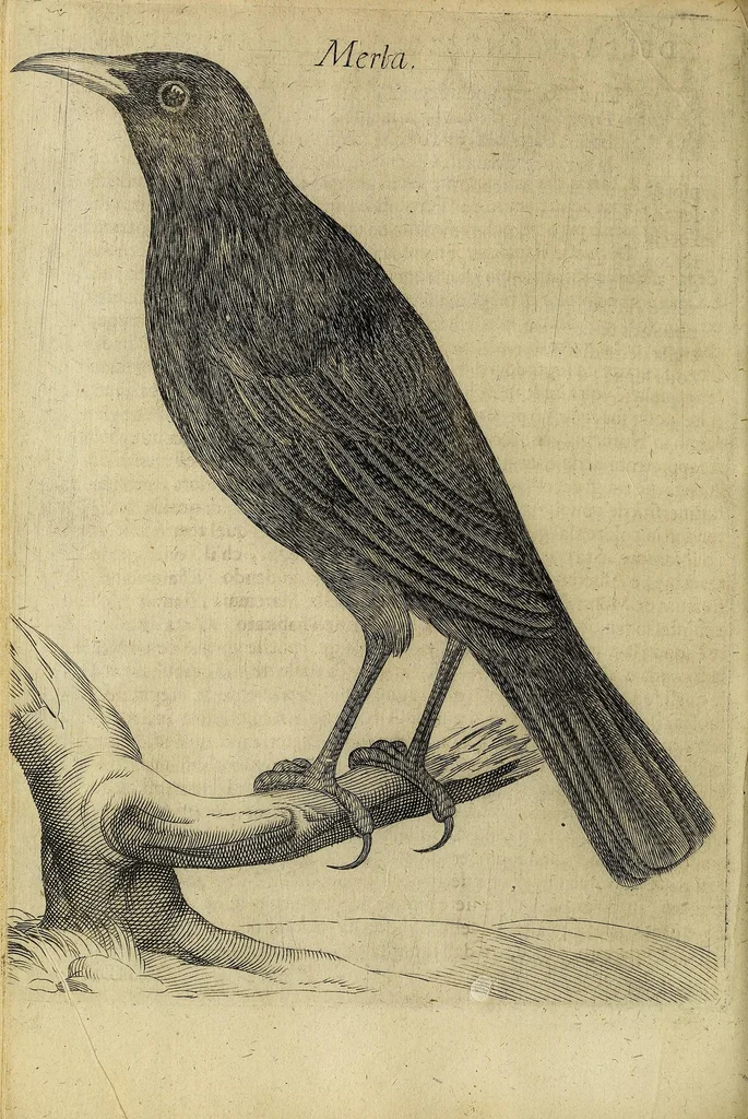 An illustration from Vccelliera, overo, Discorso della natvra, e proprieta di diversi vccelli : e in particolare di qve'che cantano : con il modo di prendergli, conoscergli, alleuargli, e mantenergli : e con le figure cauate dal vero, e diligentemente intagliate in rame dal Tempesta, e dal Villamena, 1622, leaf 70