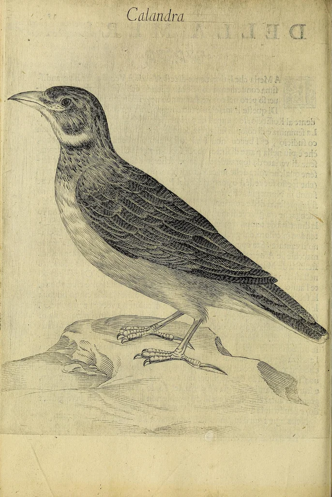 An illustration from Vccelliera, overo, Discorso della natvra, e proprieta di diversi vccelli : e in particolare di qve'che cantano : con il modo di prendergli, conoscergli, alleuargli, e mantenergli : e con le figure cauate dal vero, e diligentemente intagliate in rame dal Tempesta, e dal Villamena, 1622, leaf 72