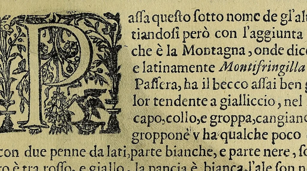 An illustration from Vccelliera, overo, Discorso della natvra, e proprieta di diversi vccelli : e in particolare di qve'che cantano : con il modo di prendergli, conoscergli, alleuargli, e mantenergli : e con le figure cauate dal vero, e diligentemente intagliate in rame dal Tempesta, e dal Villamena, 1622, leaf 77