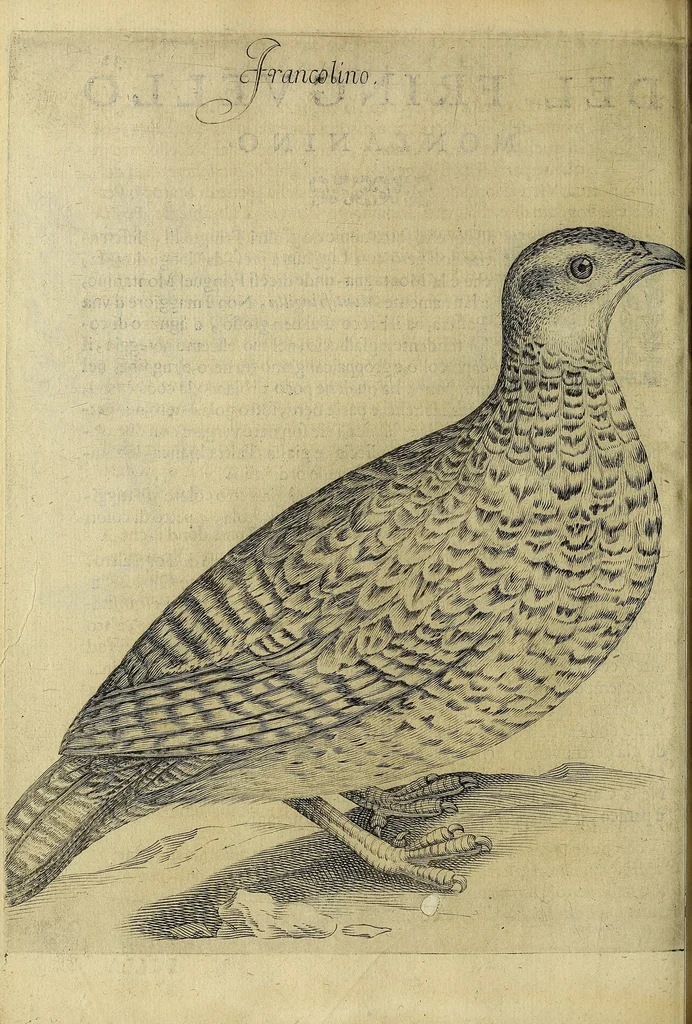 An illustration from Vccelliera, overo, Discorso della natvra, e proprieta di diversi vccelli : e in particolare di qve'che cantano : con il modo di prendergli, conoscergli, alleuargli, e mantenergli : e con le figure cauate dal vero, e diligentemente intagliate in rame dal Tempesta, e dal Villamena, 1622, leaf 78
