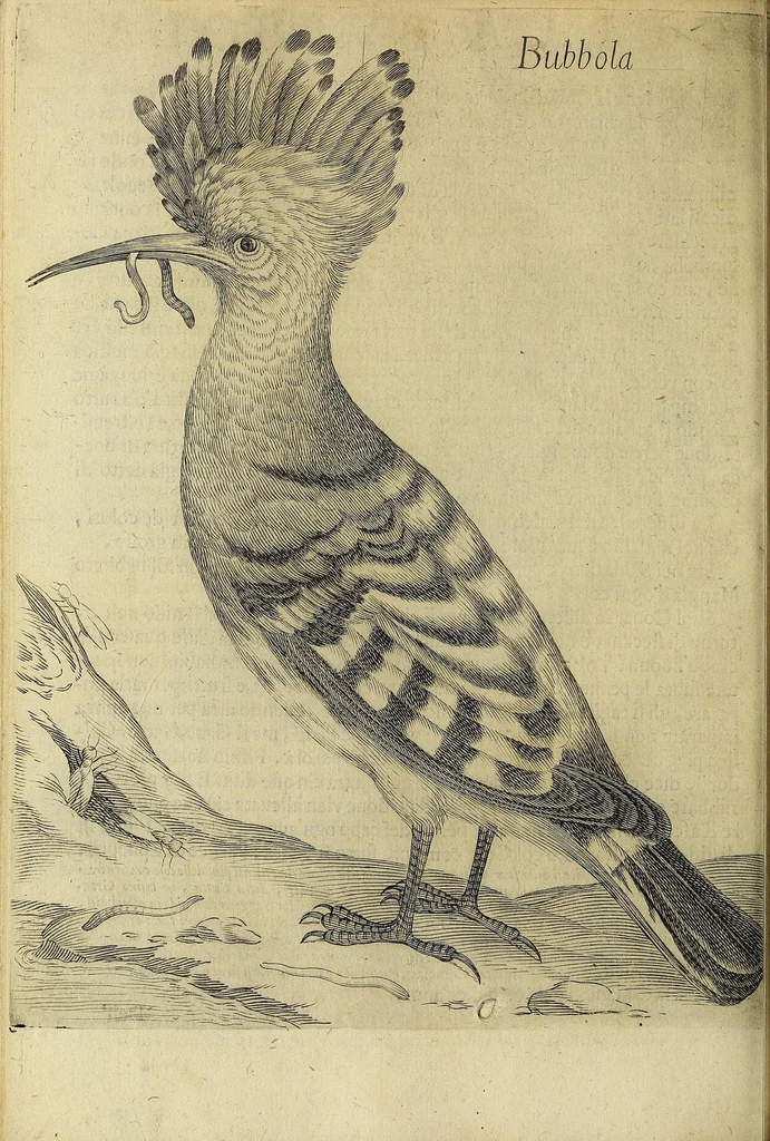 An illustration from Vccelliera, overo, Discorso della natvra, e proprieta di diversi vccelli : e in particolare di qve'che cantano : con il modo di prendergli, conoscergli, alleuargli, e mantenergli : e con le figure cauate dal vero, e diligentemente intagliate in rame dal Tempesta, e dal Villamena, 1622, leaf 84