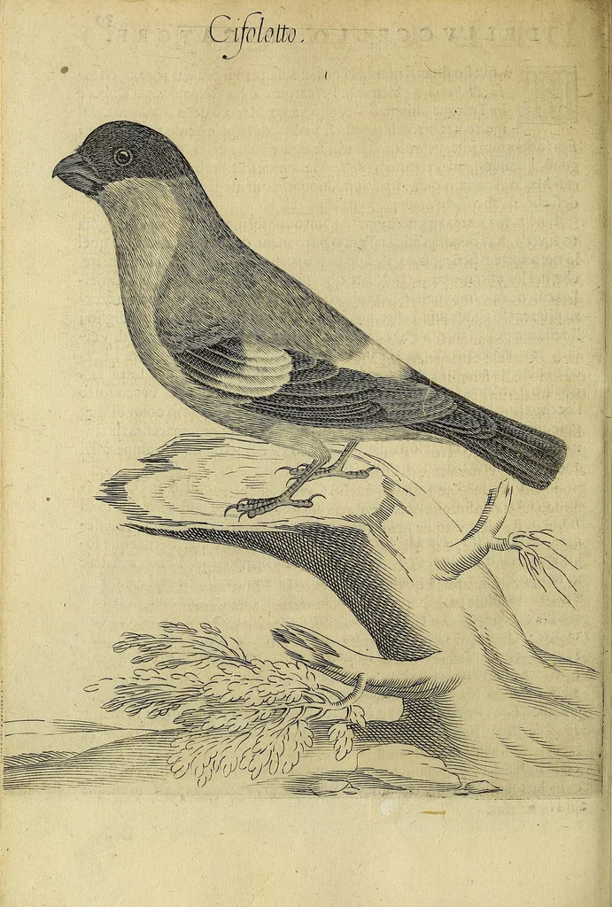 An illustration from Vccelliera, overo, Discorso della natvra, e proprieta di diversi vccelli : e in particolare di qve'che cantano : con il modo di prendergli, conoscergli, alleuargli, e mantenergli : e con le figure cauate dal vero, e diligentemente intagliate in rame dal Tempesta, e dal Villamena, 1622, leaf 92