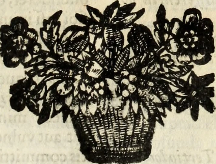 An illustration from V. Cl. D. Antonii de Sousa de Macedo ... Decisiones Supremi Senatus iustitiae Lusitaniae, & supremi consilij fisci ac patrimonij regij, cum grauissimis collegis decretae : triplici indice locupletatae, 1677, leaf 216