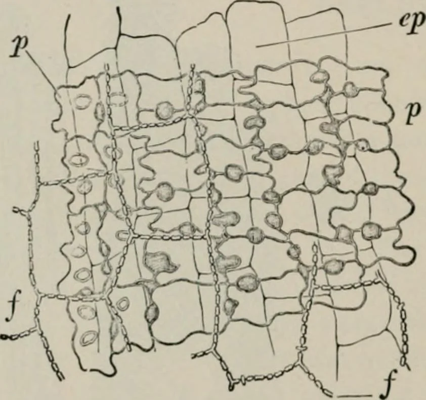 An illustration from The microscopy of vegetable foods, with special reference to the detection of adulteration and the diagnosis of mixtures, 1916, leaf 103