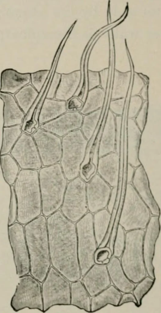 An illustration from The microscopy of vegetable foods, with special reference to the detection of adulteration and the diagnosis of mixtures, 1916, leaf 103