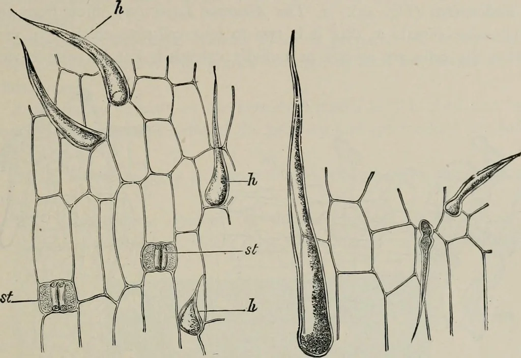 An illustration from The microscopy of vegetable foods, with special reference to the detection of adulteration and the diagnosis of mixtures, 1916, leaf 104
