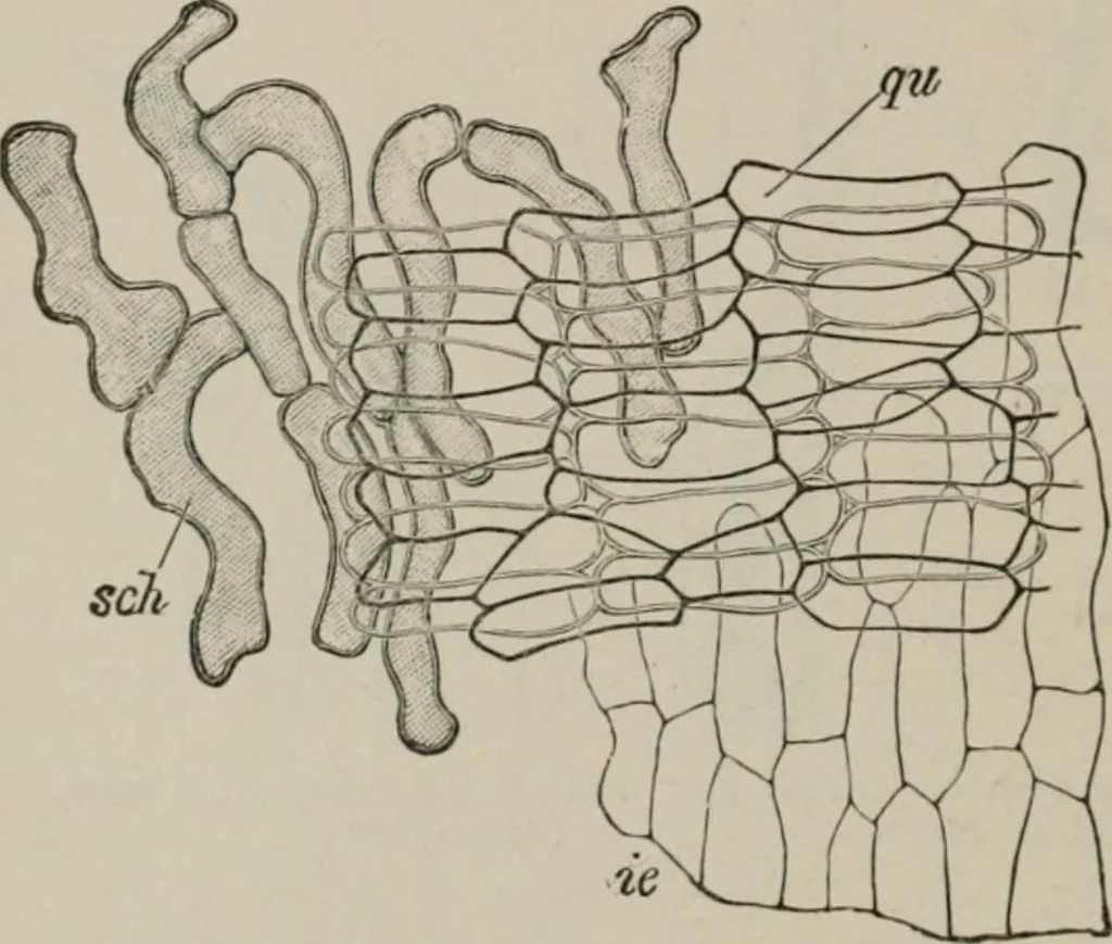 An illustration from The microscopy of vegetable foods, with special reference to the detection of adulteration and the diagnosis of mixtures, 1916, leaf 105