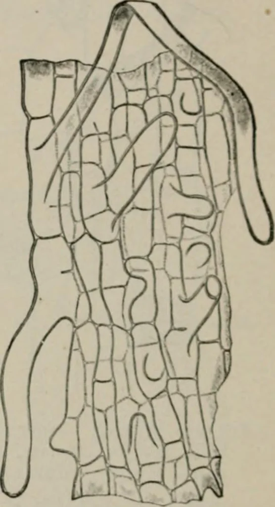 An illustration from The microscopy of vegetable foods, with special reference to the detection of adulteration and the diagnosis of mixtures, 1916, leaf 105