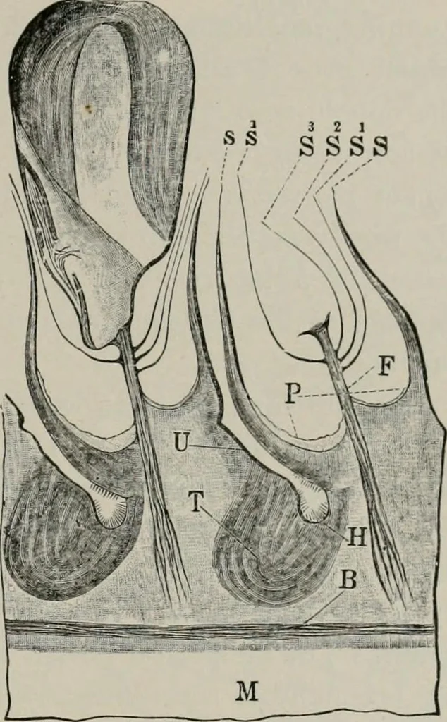 An illustration from The microscopy of vegetable foods, with special reference to the detection of adulteration and the diagnosis of mixtures, 1916, leaf 108