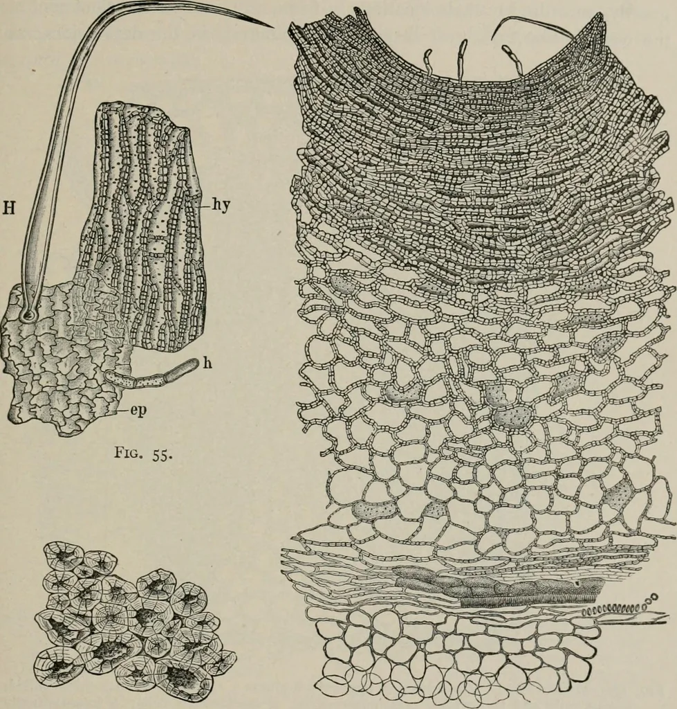 An illustration from The microscopy of vegetable foods, with special reference to the detection of adulteration and the diagnosis of mixtures, 1916, leaf 110