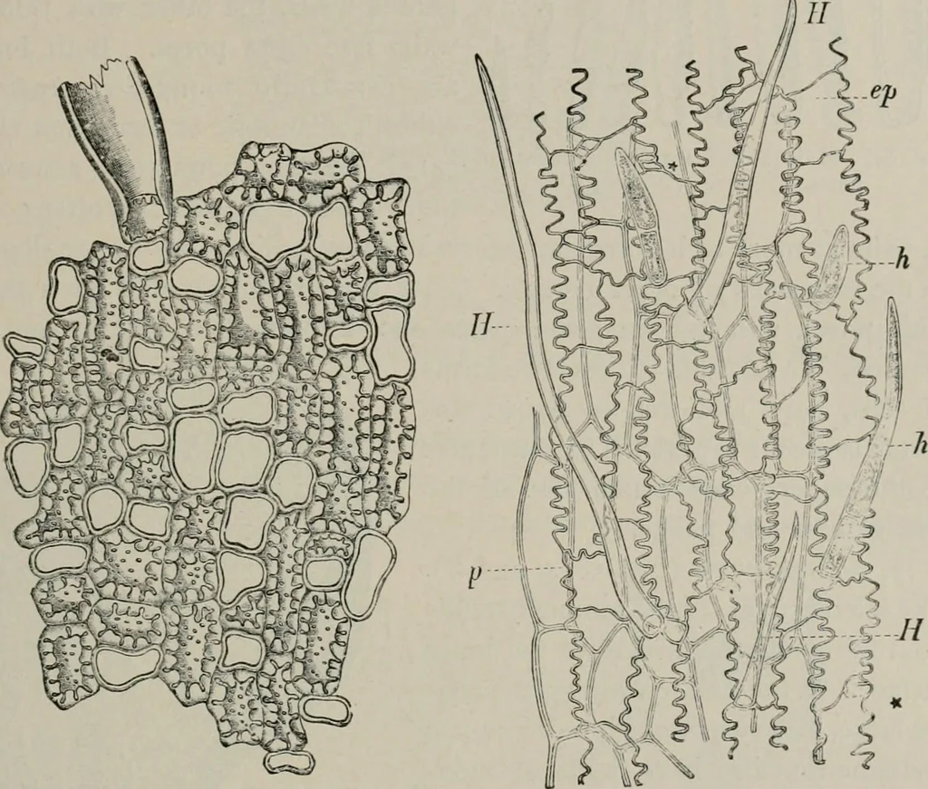An illustration from The microscopy of vegetable foods, with special reference to the detection of adulteration and the diagnosis of mixtures, 1916, leaf 112