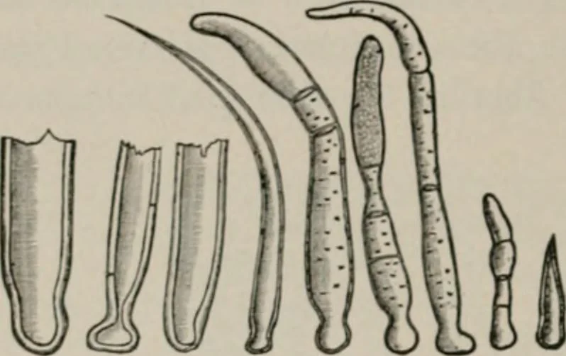 An illustration from The microscopy of vegetable foods, with special reference to the detection of adulteration and the diagnosis of mixtures, 1916, leaf 113