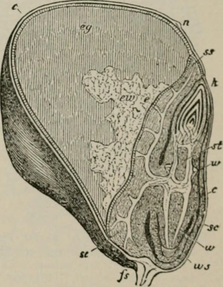 An illustration from The microscopy of vegetable foods, with special reference to the detection of adulteration and the diagnosis of mixtures, 1916, leaf 113