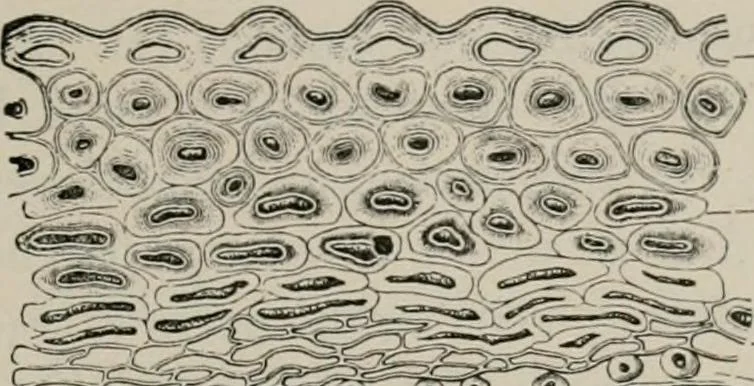 An illustration from The microscopy of vegetable foods, with special reference to the detection of adulteration and the diagnosis of mixtures, 1916, leaf 114